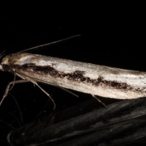 Leptocroca sanguinolenta at Ainslie, ACT - 16 Jul 2020