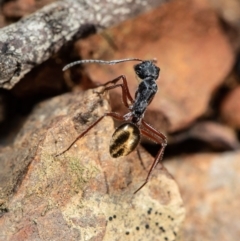 Camponotus suffusus (Golden-tailed sugar ant) at Acton, ACT - 29 Jul 2020 by Roger