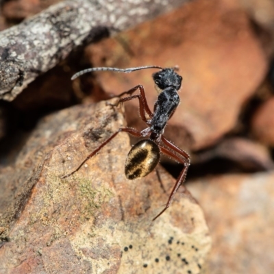 Camponotus suffusus (Golden-tailed sugar ant) at ANBG - 29 Jul 2020 by Roger
