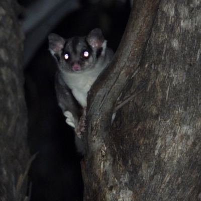 Petaurus norfolcensis (Squirrel Glider) at Albury - 20 Jul 2020 by WingsToWander