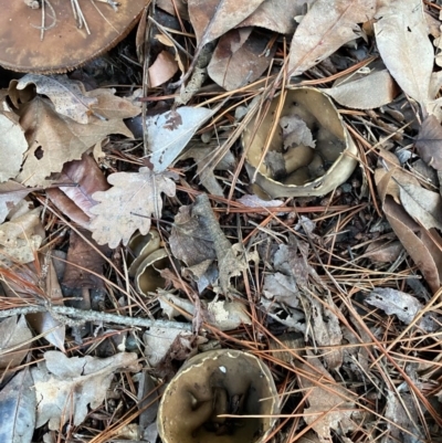 Helvella? olive-brown at Burra, NSW - 28 Jul 2020 by Woowoolahra