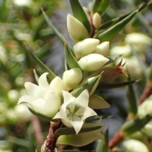 Melichrus urceolatus at Downer, ACT - 29 Jul 2020