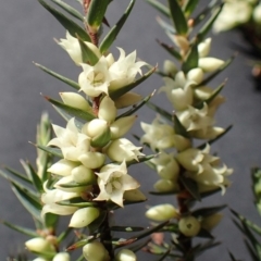 Melichrus urceolatus at Downer, ACT - 29 Jul 2020