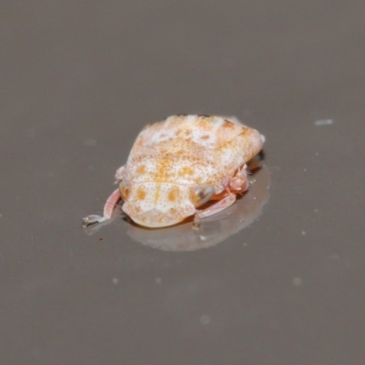 Stenocotis sp. (genus) (A Leafhopper) at Acton, ACT - 28 Jul 2020 by TimL