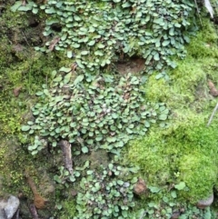 Targionia lorbeeriana (A liverwort) at Black Mountain - 29 Jul 2020 by RWPurdie