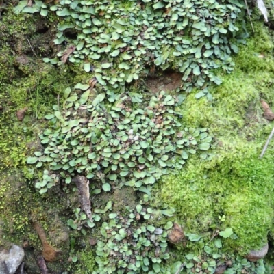 Targionia lorbeeriana (A liverwort) at Black Mountain - 28 Jul 2020 by RWPurdie