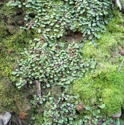 Targionia lorbeeriana (A liverwort) at Black Mountain - 29 Jul 2020 by RWPurdie