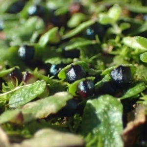 Targionia lorbeeriana at Black Mountain - 29 Jul 2020