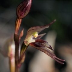 Acianthus collinus (Inland Mosquito Orchid) at Acton, ACT - 29 Jul 2020 by shoko