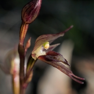 Acianthus collinus at Acton, ACT - suppressed