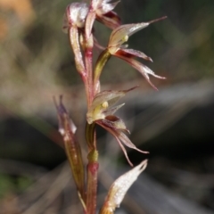 Acianthus collinus at Acton, ACT - 29 Jul 2020