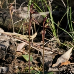 Acianthus collinus at Acton, ACT - suppressed