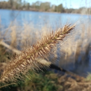 Cenchrus purpurascens at Downer, ACT - 28 Jul 2020