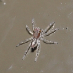 Prostheclina sp (genus) (A jumping spider) at Acton, ACT - 28 Jul 2020 by TimL