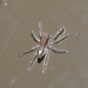 Prostheclina sp (genus) at Acton, ACT - 28 Jul 2020 12:54 PM