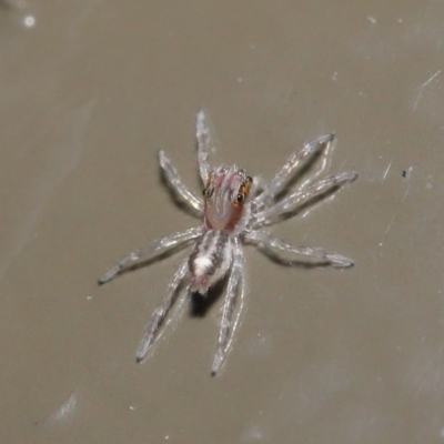 Prostheclina sp (genus) (A jumping spider) at Acton, ACT - 28 Jul 2020 by TimL