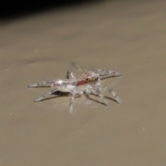 Prostheclina sp (genus) at Acton, ACT - 28 Jul 2020 12:54 PM