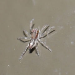 Prostheclina sp (genus) at Acton, ACT - 28 Jul 2020