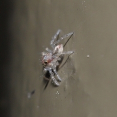 Prostheclina sp (genus) at Acton, ACT - 28 Jul 2020