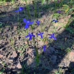 Lobelia dentata (Toothed Lobelia) at - 12 Jun 2020 by jgatton