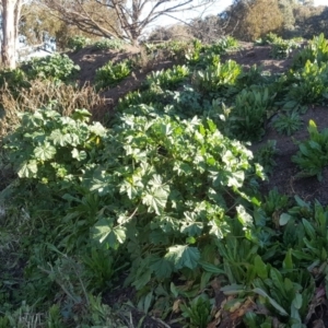 Malva parviflora at Downer, ACT - 28 Jul 2020