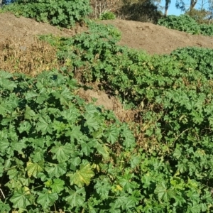 Malva parviflora at Downer, ACT - 28 Jul 2020