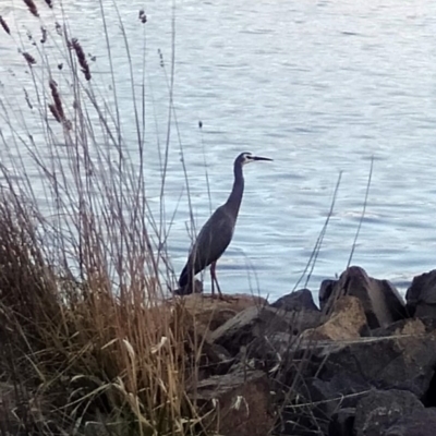 Egretta novaehollandiae (White-faced Heron) at Coombs, ACT - 28 Jul 2020 by Hutch68