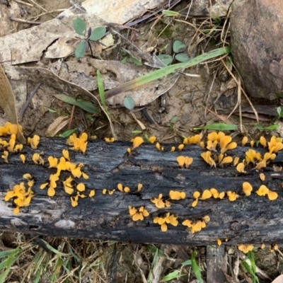 Dacryopinax spathularia (Dacryopinax spathularia) at Black Range, NSW - 28 Jul 2020 by Steph H