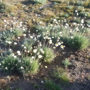 Leucochrysum albicans subsp. tricolor at Downer, ACT - 28 Jul 2020