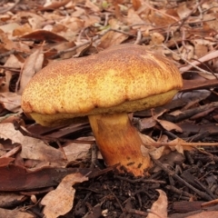 Boletus sp. at Macquarie, ACT - 3 Apr 2020 by Heino1