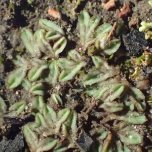 Riccia sorocarpa at Black Mountain - 29 Jul 2020 06:00 AM