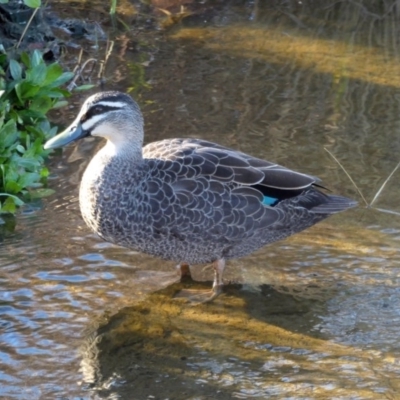 Anas superciliosa (Pacific Black Duck) at Coombs Ponds - 28 Jul 2020 by Hutch68