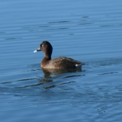 Aythya australis (Hardhead) at Coombs, ACT - 29 Jul 2020 by Hutch68