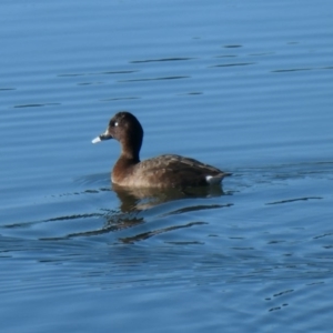 Aythya australis at Coombs, ACT - 29 Jul 2020