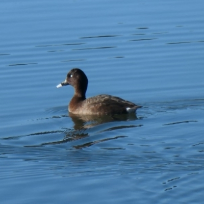 Aythya australis (Hardhead) at Coombs Ponds - 28 Jul 2020 by Hutch68