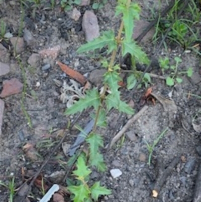 Unidentified Daisy at FS Private Property - 12 Jun 2020 by jgatton