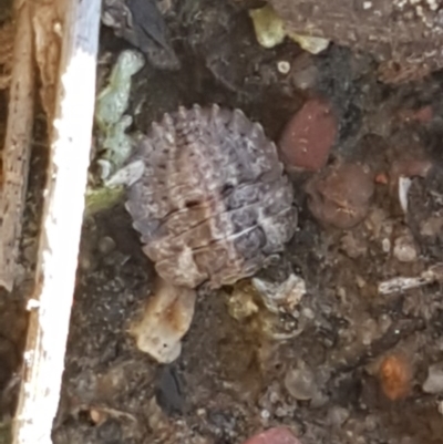 Nerthra sp. (genus) (Toad Bug) at Bruce, ACT - 29 Jul 2020 by trevorpreston