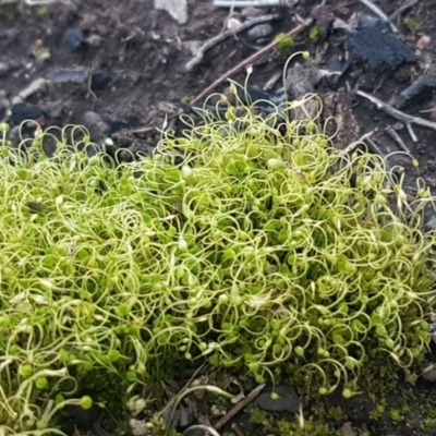 Funaria hygrometrica (Moss) at Bruce, ACT - 29 Jul 2020 by trevorpreston