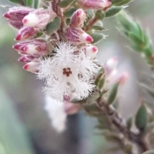 Leucopogon attenuatus at Bruce, ACT - 29 Jul 2020