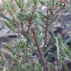 Styphelia attenuata at Bruce, ACT - 29 Jul 2020