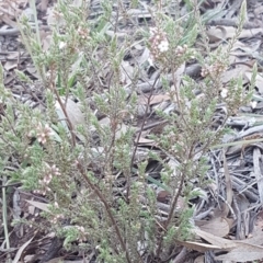 Styphelia attenuata at Bruce, ACT - 29 Jul 2020