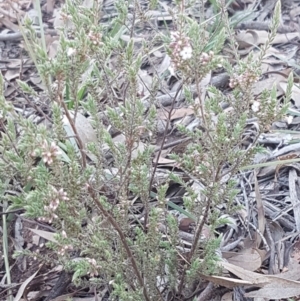 Styphelia attenuata at Bruce, ACT - 29 Jul 2020