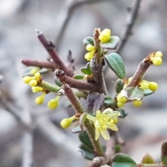 Phyllanthus occidentalis (Thyme Spurge) at Downer, ACT - 29 Jul 2020 by tpreston