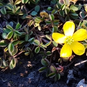 Oxalis sp. at O'Connor, ACT - 29 Jul 2020