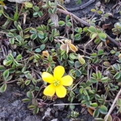 Oxalis sp. at O'Connor, ACT - 29 Jul 2020