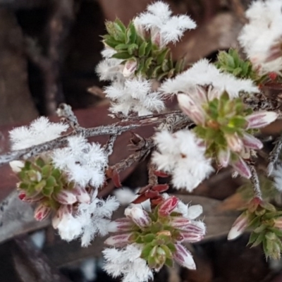 Leucopogon attenuatus (Small-leaved Beard Heath) at O'Connor, ACT - 29 Jul 2020 by tpreston