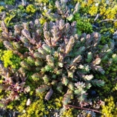 Crassula sieberiana (Austral Stonecrop) at O'Connor, ACT - 29 Jul 2020 by tpreston