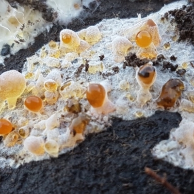 Corticioid fungi at Bruce, ACT - 29 Jul 2020 by tpreston