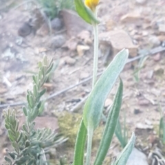 Chrysocephalum apiculatum at Bruce, ACT - 29 Jul 2020