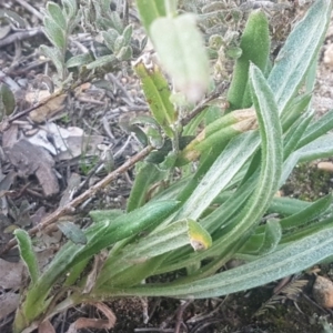 Chrysocephalum apiculatum at Bruce, ACT - 29 Jul 2020